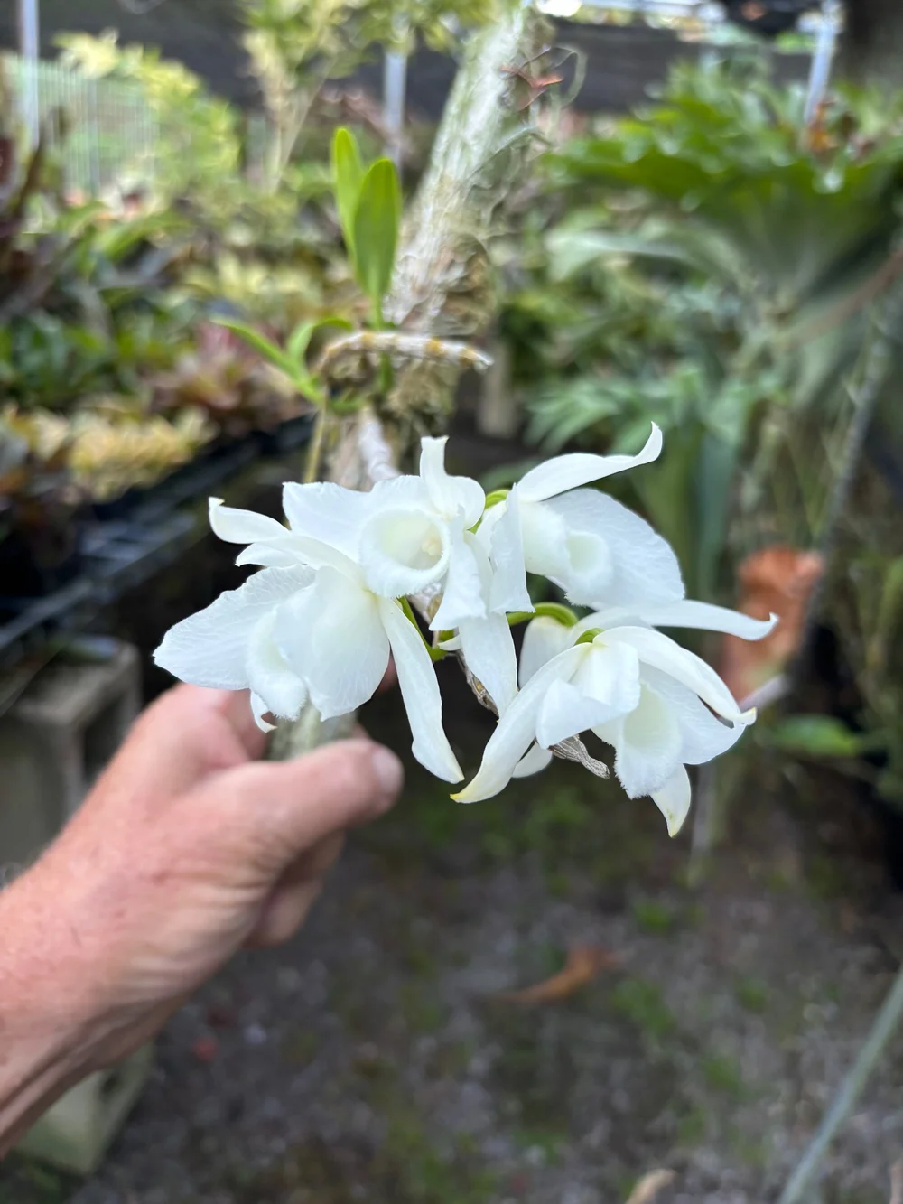Dendrobium anosmum 'Snow Angel' (Honohono) — Vintage Green Farms